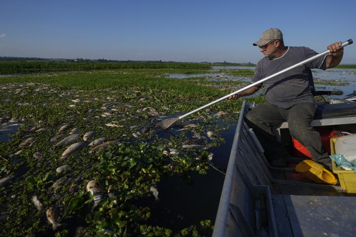 Fisherman Alan Belucci inspects dead fish on the banks of the Piracicaba River in a rural area of Piracicaba, Sao Paulo state, Brazil, on Wednesday. The state's environmental agency alleges that the cause of their death is irregular dumping of industrial waste into the river.