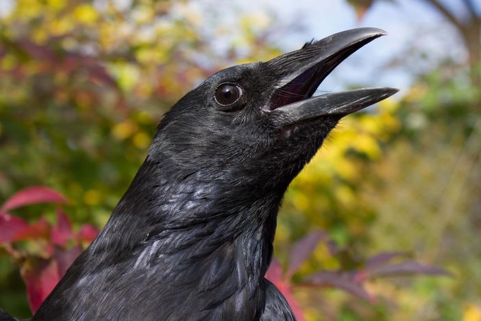 Crows can be trained to count out loud much in the way that human toddlers do, a study finds.