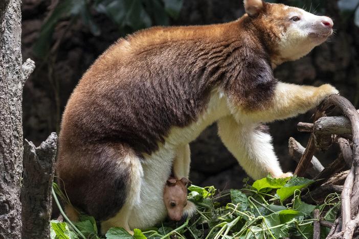 This photo, provided by the Wildlife Conservation Society, shows a Matschie's tree kangaroo joey that made its first appearance from its mother's pouch at New York's Bronx Zoo, last Thursday. The joey, born at the end of December, is the second of its species born at the Bronx Zoo and to this female since 2021.  