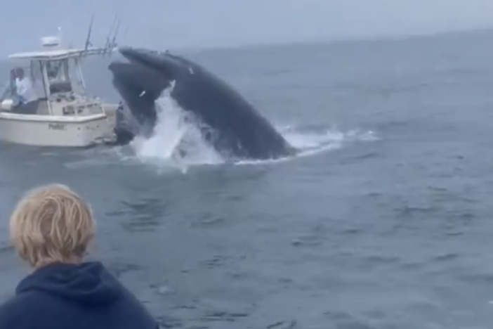 A screenshot from a video taken by a person on a nearby boat shows a whale just as it is about to crash down on another boat off the coast of Portsmouth, N.H., on Tuesday.