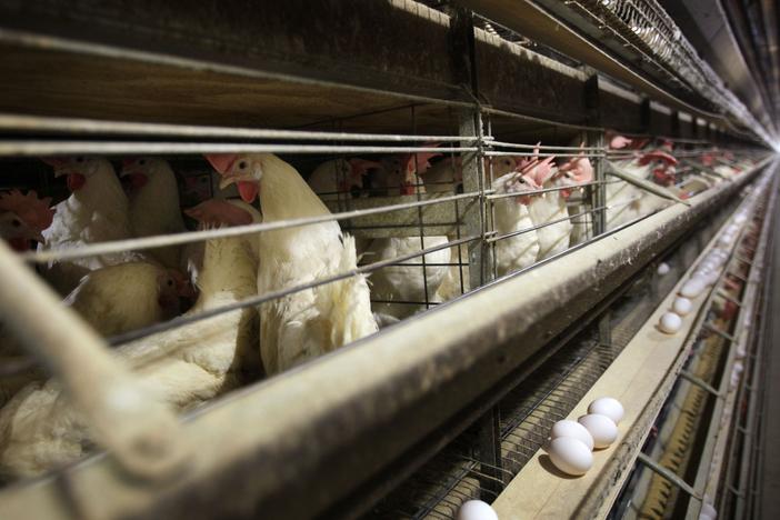 Chickens stand in their cages at a farm in 2009, near Stuart, Iowa. Millions of chickens have been culled in Iowa, Colorado and other states since 2022 in response to the current H5N1 bird flu outbreak.