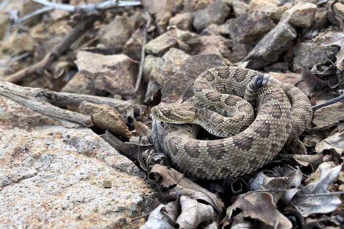  Project RattleCam lets people observe rattlesnakes with a live webcam.