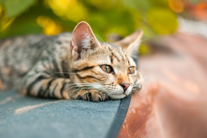 Researchers found that cats showed signs of grief, such as eating and playing less, after a fellow pet had died.