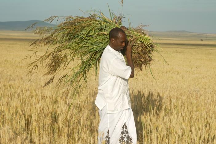 Elias Abdi Abdullahi, an Ethiopian farmer, carries a bunch of uprooted weeds from the wheat field he farms with his wife. They're trying to increase their crop yields in an area often threatened by conflict and drought.