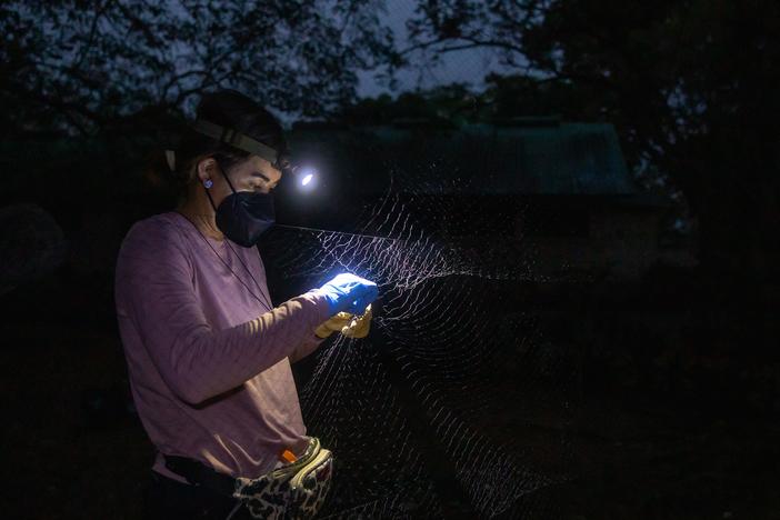 Conservation biologist Gliselle Marin carefully untangles a bat from a net in Belize during the annual Bat-a-thon. Her fanny pack is decorated with printed bats.