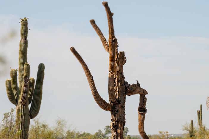 A woodpecker living in a Saguaro at the Desert Botanical Garden in Phoenix on June 28. 