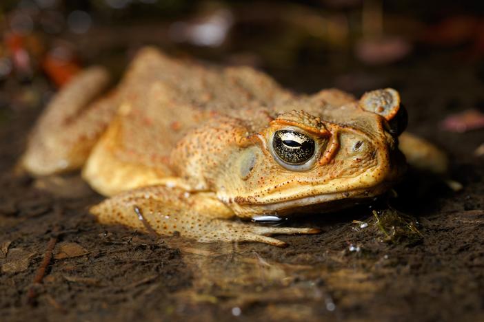 Invasive cane toads like this one have fanned out across Australia, killing numerous predators in their wake, including freshwater crocodiles.