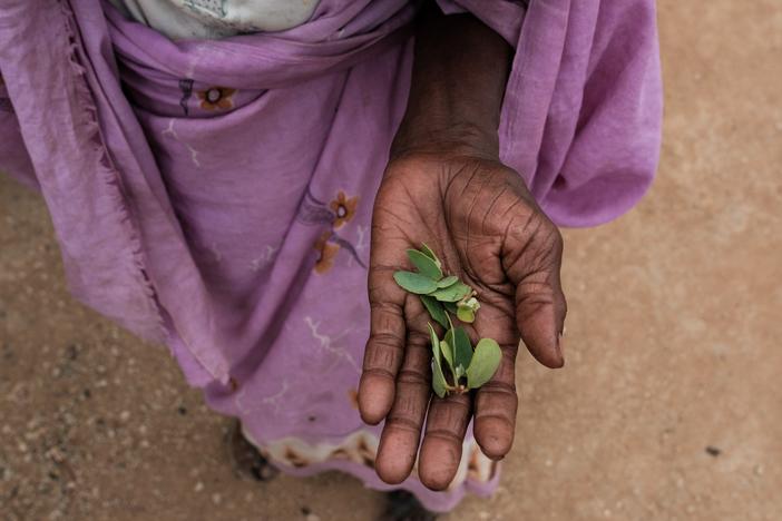 Hawa Miso, 70, collects leaves to use as vegetables on the hillside near the Rabang camp for internally displaced persons in Rabang, in Sudan's Nuba Mountains. Approximately 10 million Sudanese have been displaced by the civil war that broke out in 2023. A team of experts backed by the United Nations believes the country is experiencing famine. But the government does not agree. 