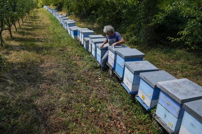 Vladan Jakovljevic checks his beehives outside the village of Gornje Nedeljice, in the fertile Jadar Valley, in western Serbia, on Aug. 6.