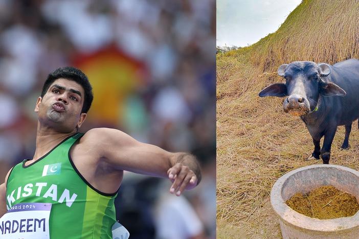 Arshad Nadeem of Pakistan competes during the men's javelin throw at the Olympics in Paris. He won gold, set an Olympic record — and reaped lots of prizes, including a buffalo from his father-in-law. It's all about the milk!