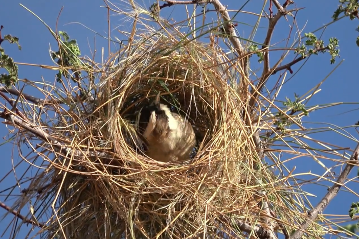 A white-browed sparrow weaver inspects a roost under construction, after just receiving some grass brought by another member of its group.