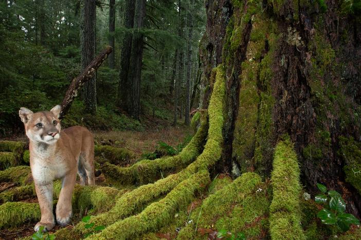 From mosses to mountain lions, the temperate old-growth rainforests of the Pacific Northwest provide the complexities and conditions necessary to support high levels of biodiversity. The Northwest Forest Plan has provided protection for these ancient ecosystems over the last 30 years, and has helped advance forest management in Oregon, Washington and California. Developed in response to decades of unsustainable logging practices, the plan has helped restore forest ecosystems in 17 National Forests.