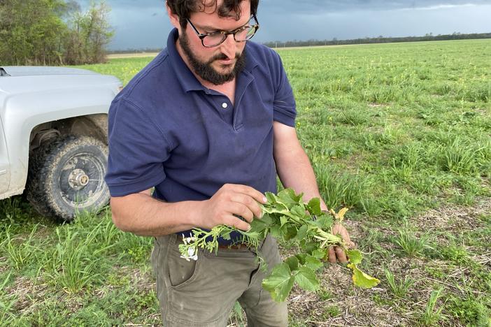 Farmer Will Tipton holds a radish, one of the cover crops he's using. Some scientists worry that the climate benefits of cover crops and other regenerative agriculture practices are oversold.