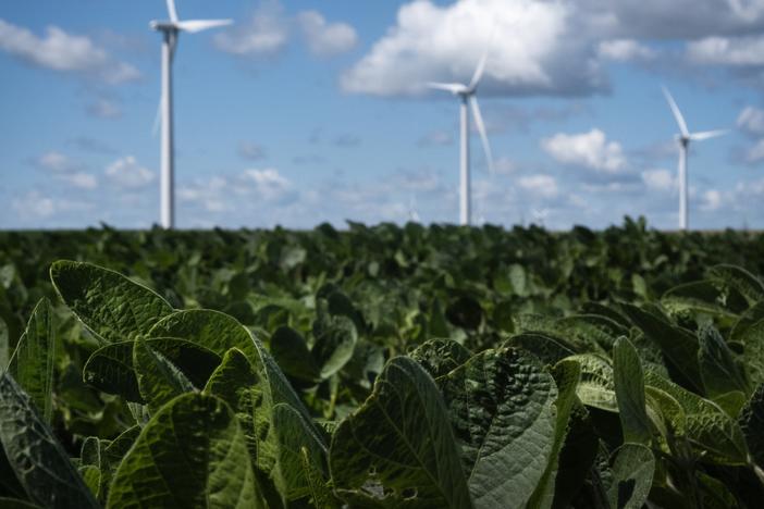 Windmills towers over a soy bean field on August 10, 2024 near Charles City, Iowa.