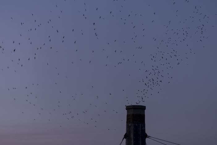 Thousands of Vaux’s Swifts gather overhead as they prepare to roost for the night at Chapaman Elementary  in Portland, Oregon. During the month of September, migrating swifts often use chimneys as roosts and are likely to return to the same roost year after year.