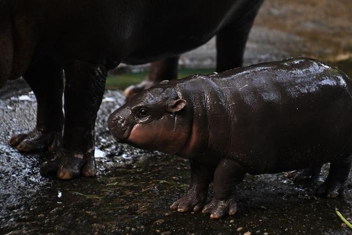 Moo Deng, a 2-month-old female pygmy hippo who has recently become a viral internet sensation, stands next to her mother Jona, 25, at Khao Kheow Open Zoo in Chonburi province, Thailand, on Sunday.