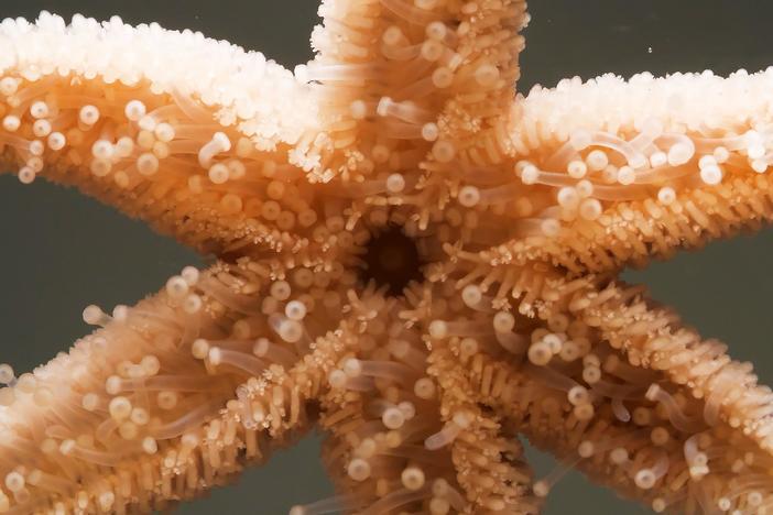These Baby Starfish Are Carnivorous Little Snowflakes: asset-mezzanine-16x9