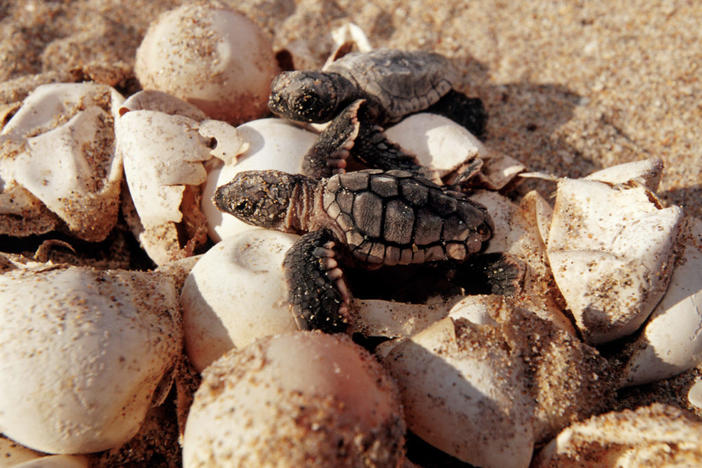Loggerhead turtle, Caretta caretta, is endangered. A nest contains about 100 eggs. Hatchlings try to avoid many predators during their escape to the open ocean, Florida. (Photo by: Mark Conlin/VW PICS/UIG via Getty Image)