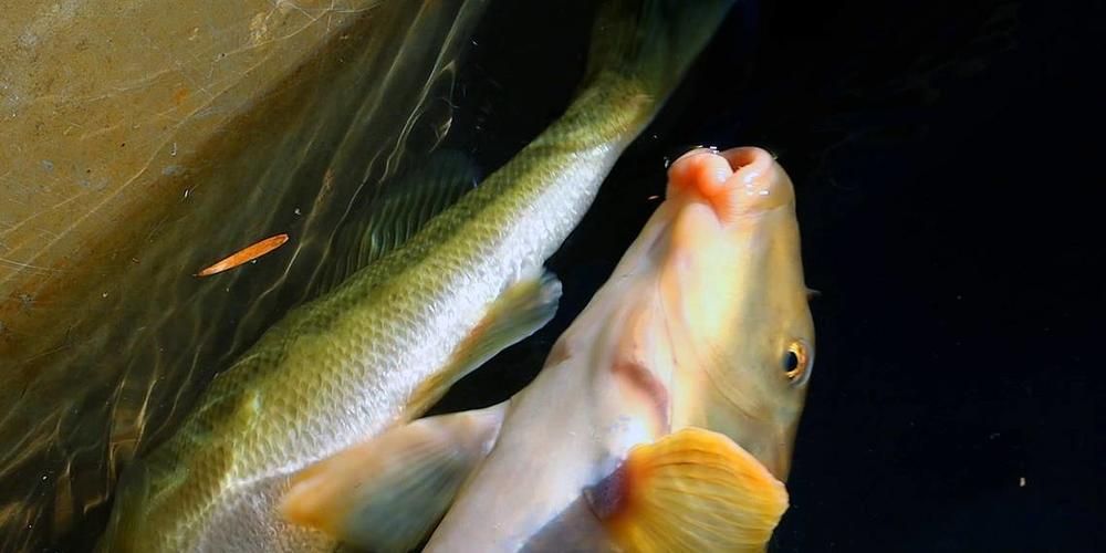 Dozens of 'suckers' but no Shoal Bass. What fish tell us about the  Chattahoochee River