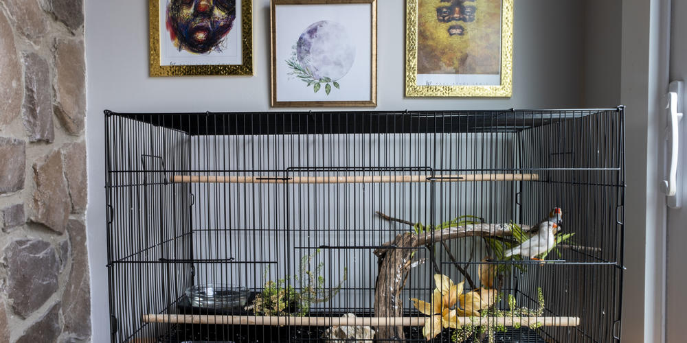 Rahmaan James' family recently acquired two zebra finches, shown here perched in the family's new home.