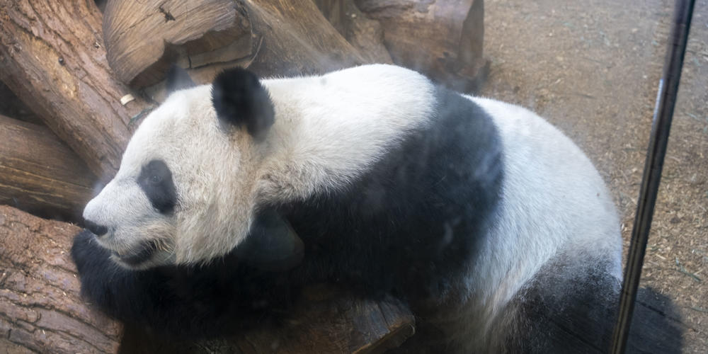 A Giant panda is pictured here at Zoo Atlanta.