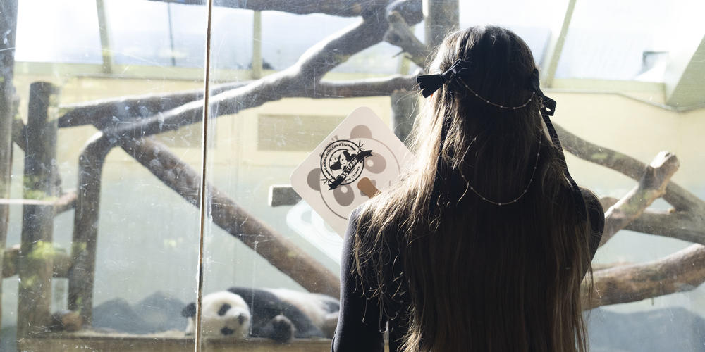 A guest at Zoo Atlanta views a Giant panda in exhibit.