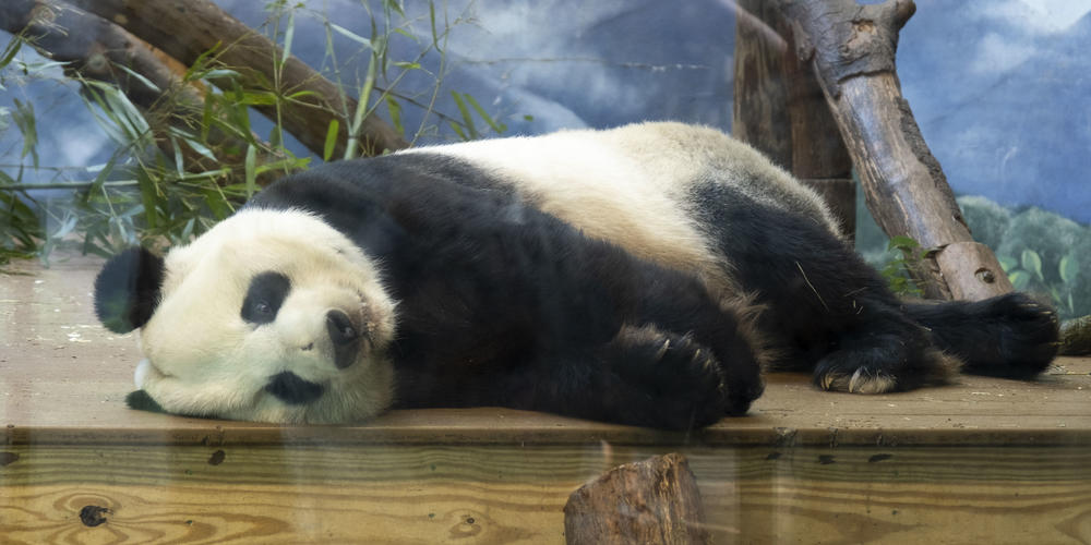 A Giant panda is pictured here at Zoo Atlanta.