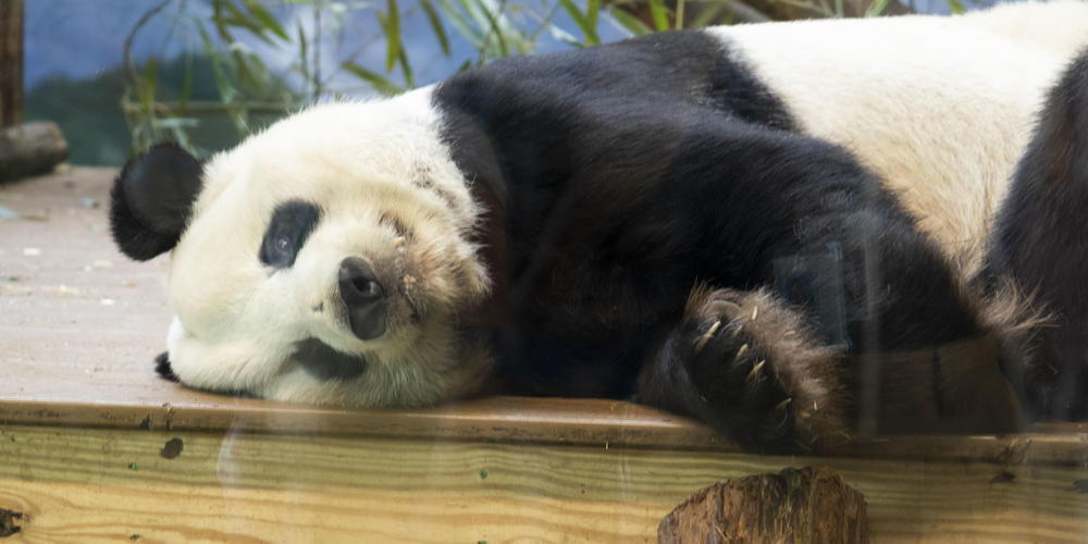 A Giant panda is pictured here at Zoo Atlanta.