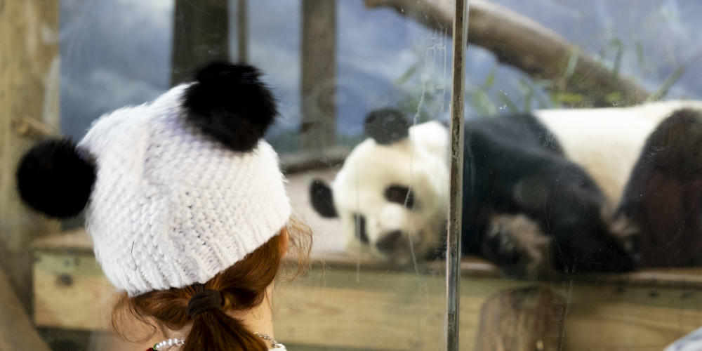 A young guest at Zoo Atlanta wearing a hat with panda ears views a Giant panda in an exhibit.