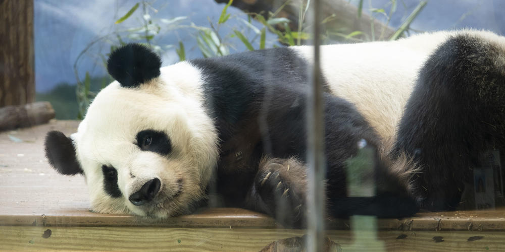 A Giant panda is pictured here at Zoo Atlanta.