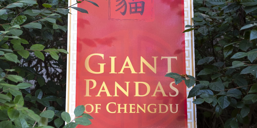 A sign reads, "Giant Pandas of Chengdu."