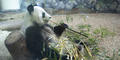 A Giant panda is pictured here at Zoo Atlanta.