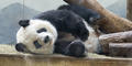 A Giant panda is pictured here at Zoo Atlanta.