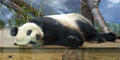 A Giant panda is pictured here at Zoo Atlanta.