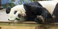 A Giant panda is pictured here at Zoo Atlanta.