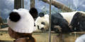 A young guest at Zoo Atlanta wearing a hat with panda ears views a Giant panda in an exhibit.