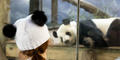 A young guest at Zoo Atlanta wearing a hat with panda ears views a Giant panda in an exhibit.