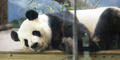 A Giant panda is pictured here at Zoo Atlanta.